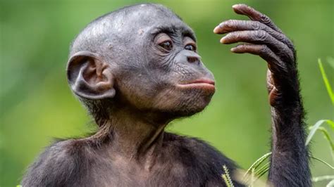 how are humans similar to monkeys
